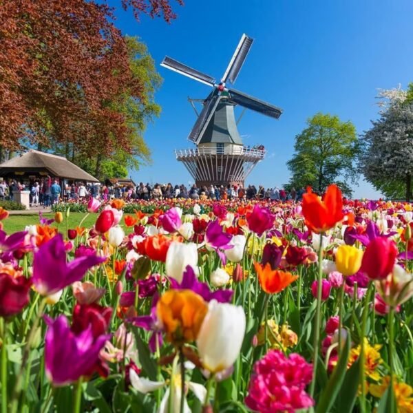 Keukenhof tulip gardens Netherlands